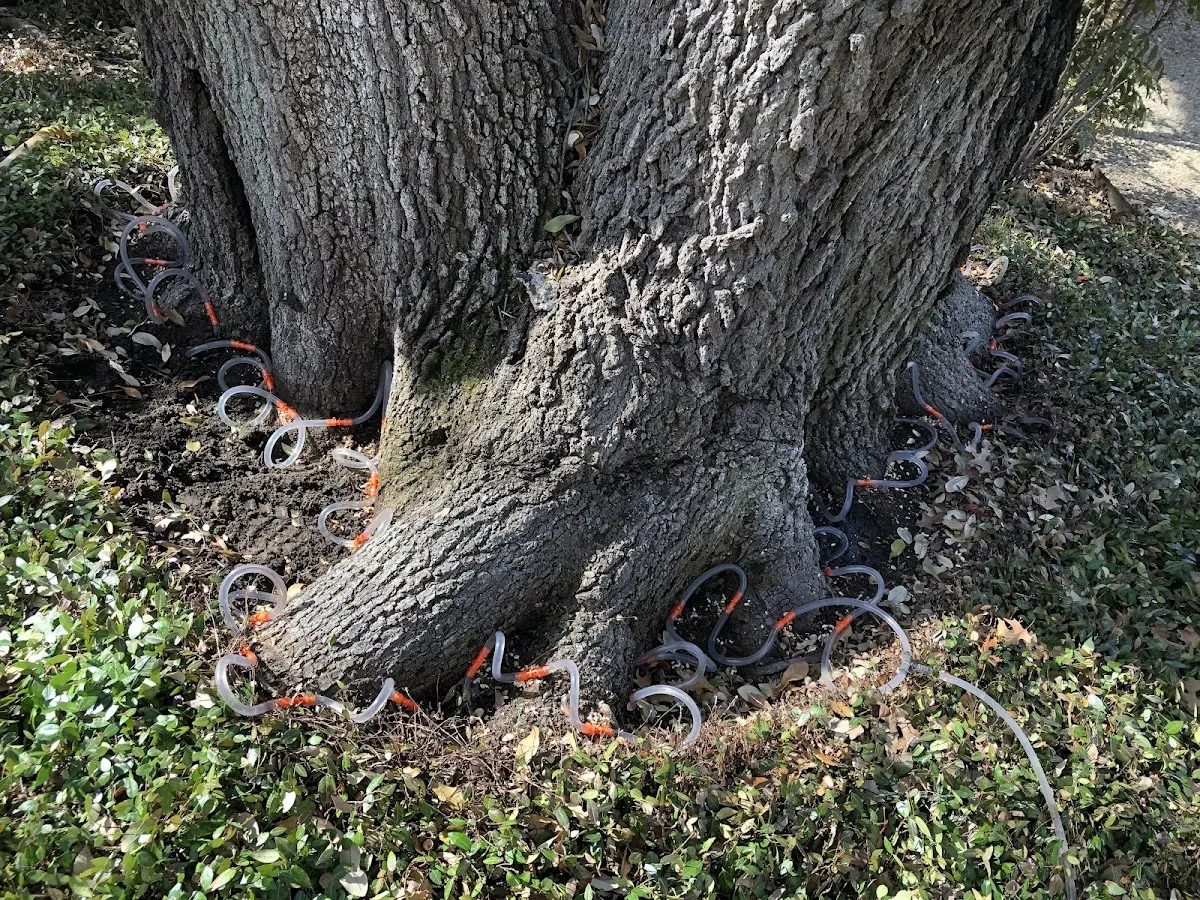 Detailed Tree Cabling and Bracing job site in Middle Island