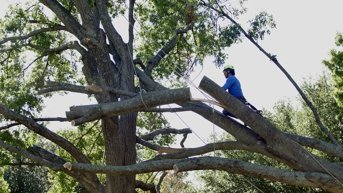 Professional Crown Thinning performed by certified arborists in Middle Island