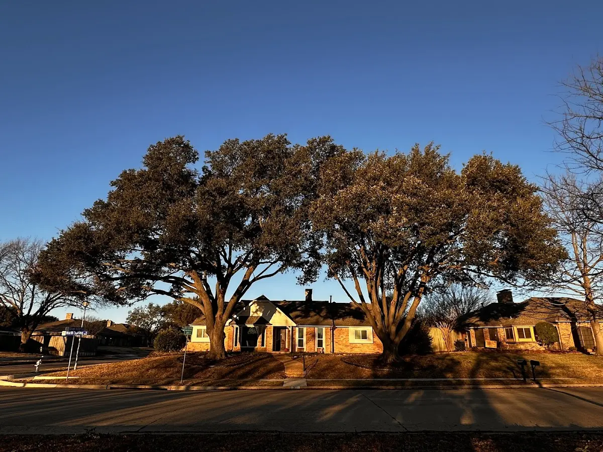 Established residential canopy tree shading a home in Middle Island